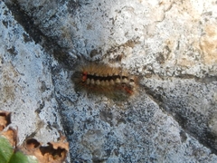 Acronicta euphorbiae