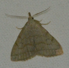 Pechipogo strigilata