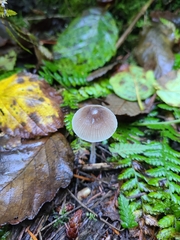 Mycena amicta