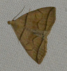 Herminia grisealis