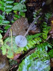 Mycena amicta