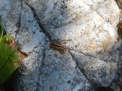 Acronicta euphorbiae