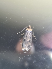 Hofmannophila pseudospretella