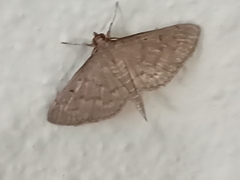 Herpetogramma licarsisalis