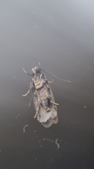 Hofmannophila pseudospretella