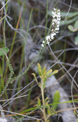 Epacris pulchella