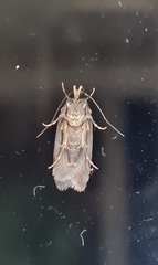Hofmannophila pseudospretella