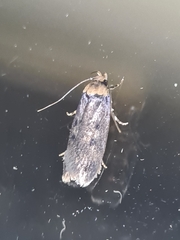 Hofmannophila pseudospretella
