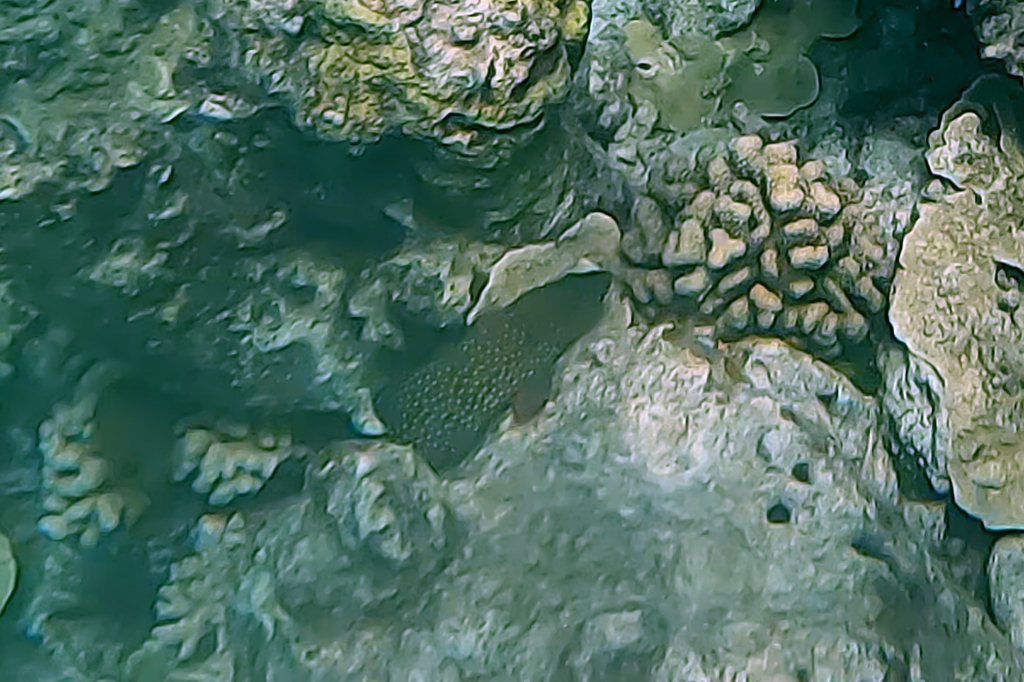 Bluespot Cod