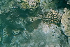 Cephalopholis cyanostigma