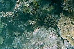 Cephalopholis cyanostigma