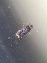 Hofmannophila pseudospretella