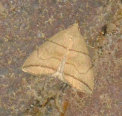 Herminia grisealis