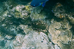 Cephalopholis cyanostigma