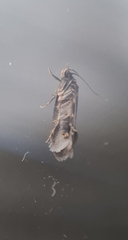 Hofmannophila pseudospretella