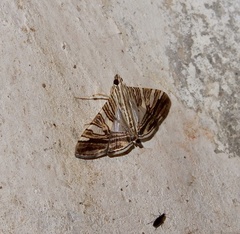 Glyphodes stolalis