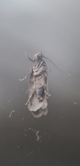 Hofmannophila pseudospretella
