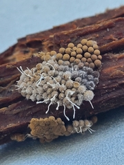 Polycephalomyces tomentosus