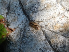 Acronicta euphorbiae