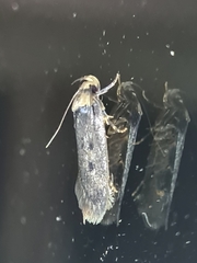Hofmannophila pseudospretella