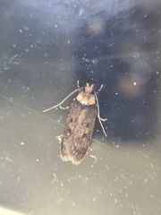 Hofmannophila pseudospretella