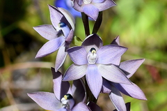 Thelymitra macrophylla