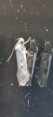 Hofmannophila pseudospretella