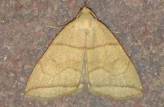 Herminia grisealis
