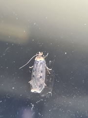 Hofmannophila pseudospretella