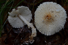 Cystolepiota