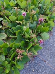 Bergenia