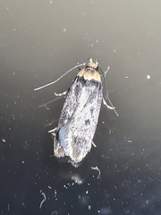 Hofmannophila pseudospretella