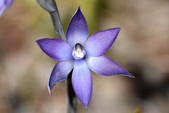 Thelymitra graminea