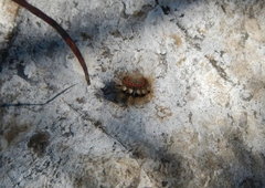 Acronicta euphorbiae