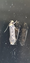 Hofmannophila pseudospretella