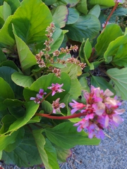 Bergenia