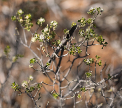Olearia muelleri