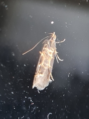Hofmannophila pseudospretella