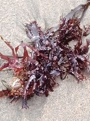 Chondrus crispus