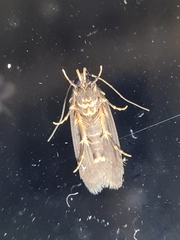 Hofmannophila pseudospretella
