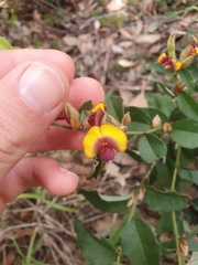 Bossiaea ornata