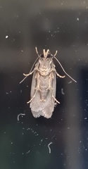 Hofmannophila pseudospretella