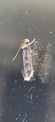 Hofmannophila pseudospretella