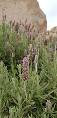 Lavandula dentata
