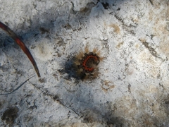 Acronicta euphorbiae