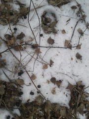 Cervus canadensis sibiricus