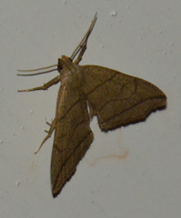 Herminia grisealis
