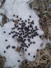 Cervus canadensis sibiricus