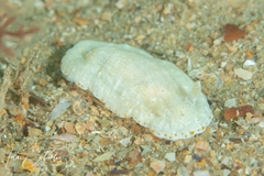 Goniobranchus epicurius