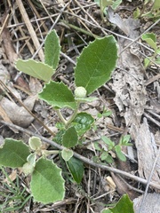 Olearia grandiflora